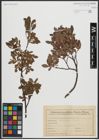 Foto von Salix arbuscula L.